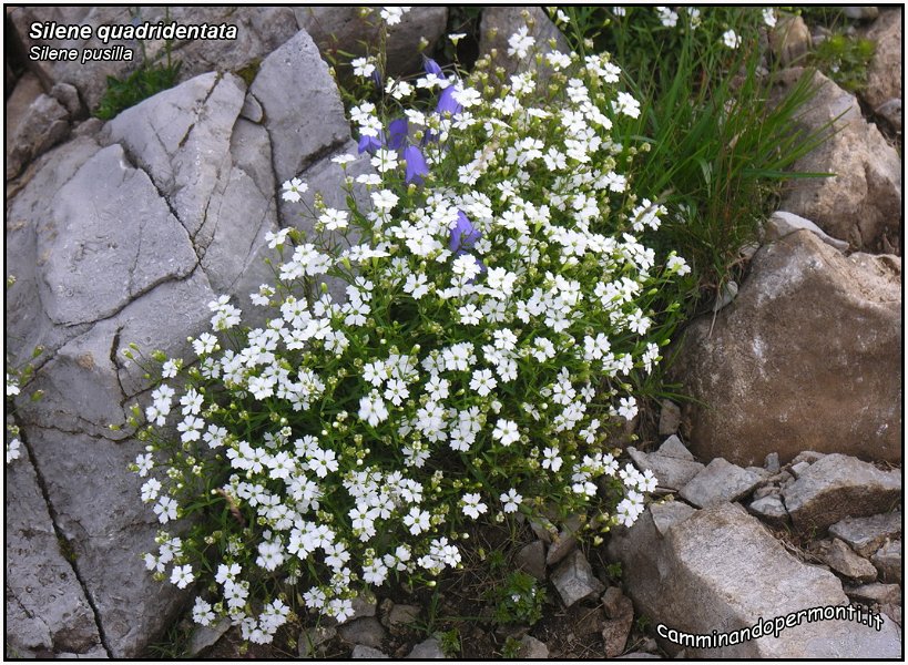 Silene quadridentata.jpg